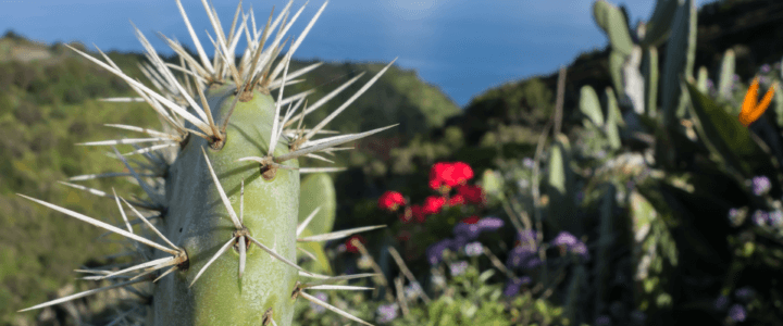 Ferries Arrecife – S.C. de La Palma