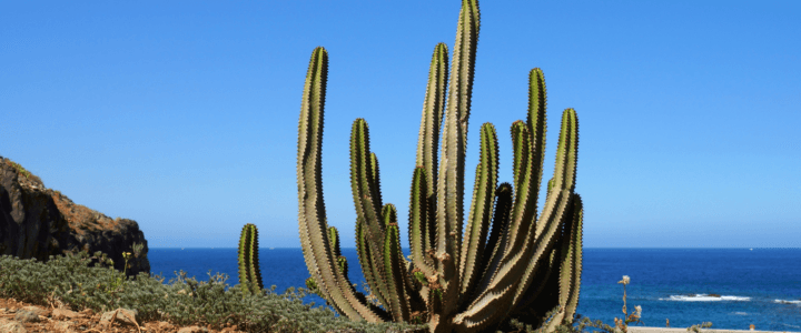 Ferries Arrecife – S.C. de Tenerife